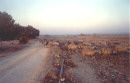 Cyprus - Sheep at dusk return home