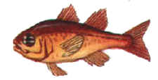 cardinal fish an Eastern mediterranean fish