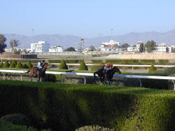 Organised racing in Cyprus has a longer history than is generally known. It is said that it started in 1878. At that time some government departments such as the police, used horses extensively in their day- to- day duties. It was natural therefore, that they should wish to organise competitions amongst themselves, and that is how organised racing started in Cyprus.