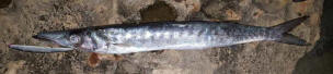 Loutzos-  Europaean barracuda  - 