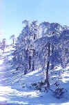 snow scene of a cyprus winter safari.JPG (49081 bytes)
