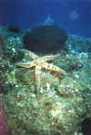 Aloha diving in Cyprus - zypern